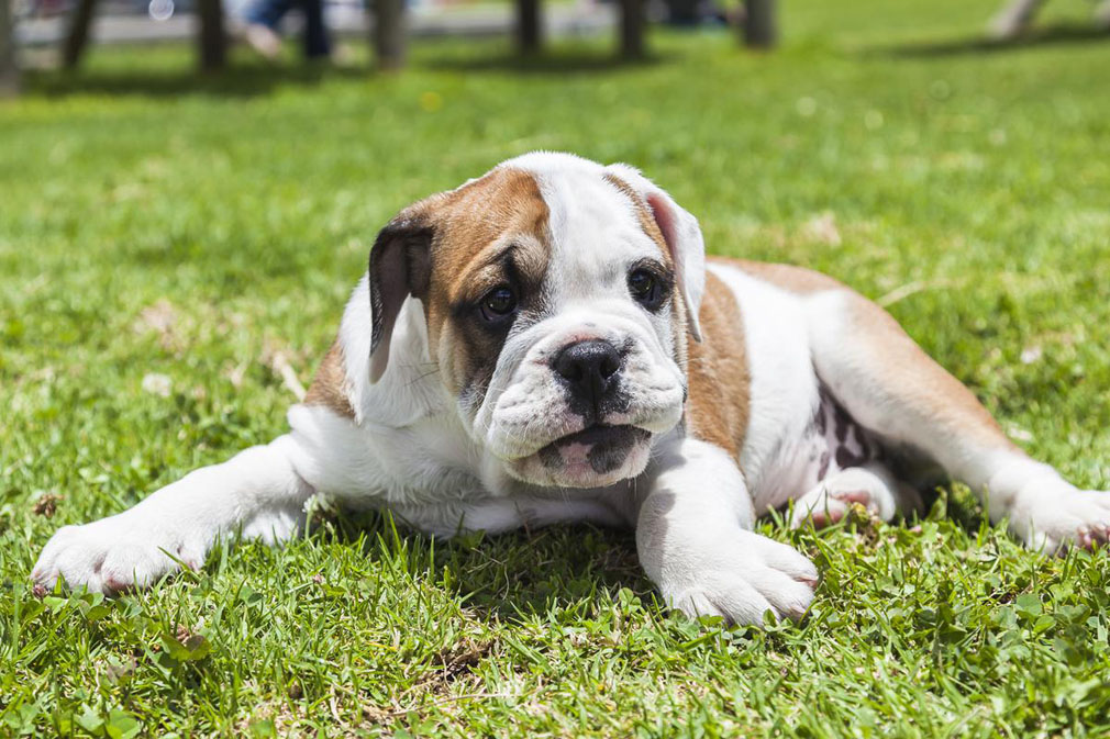 British Bulldog puppy