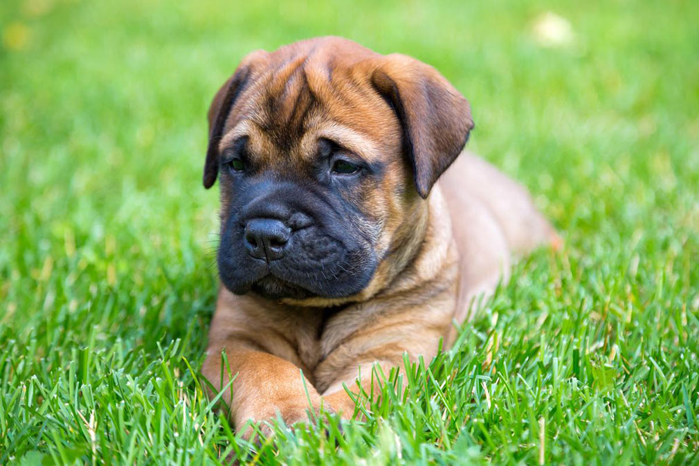 Bullmastiff puppy