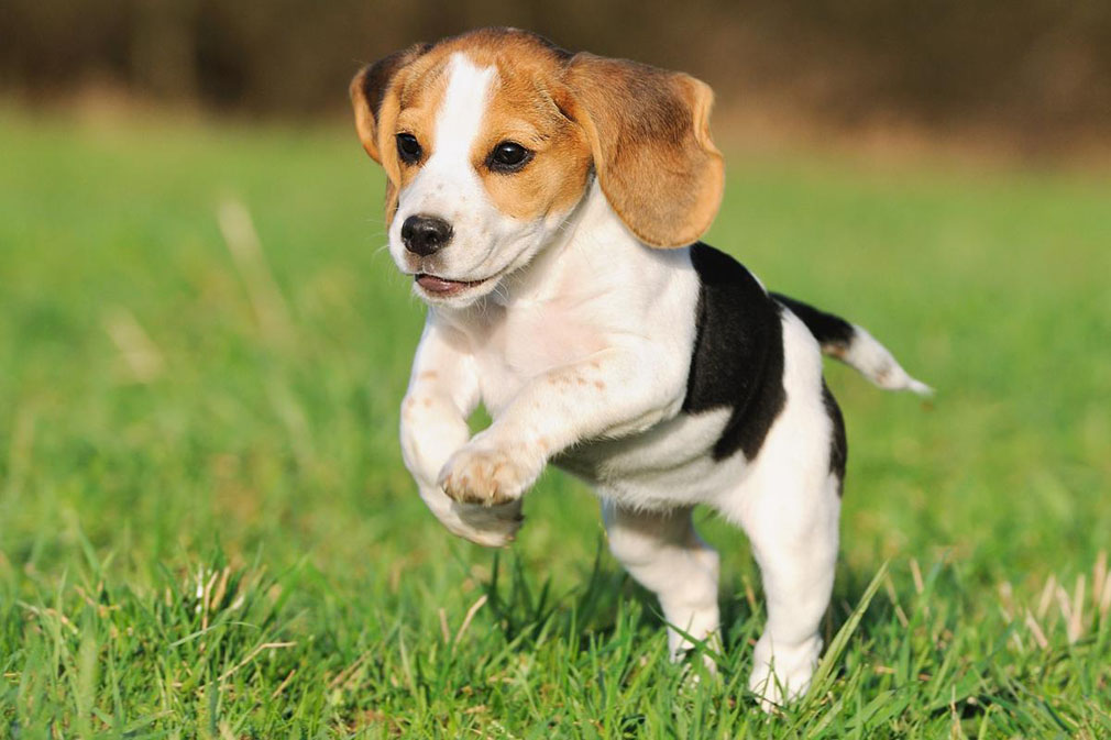 Beagle puppy