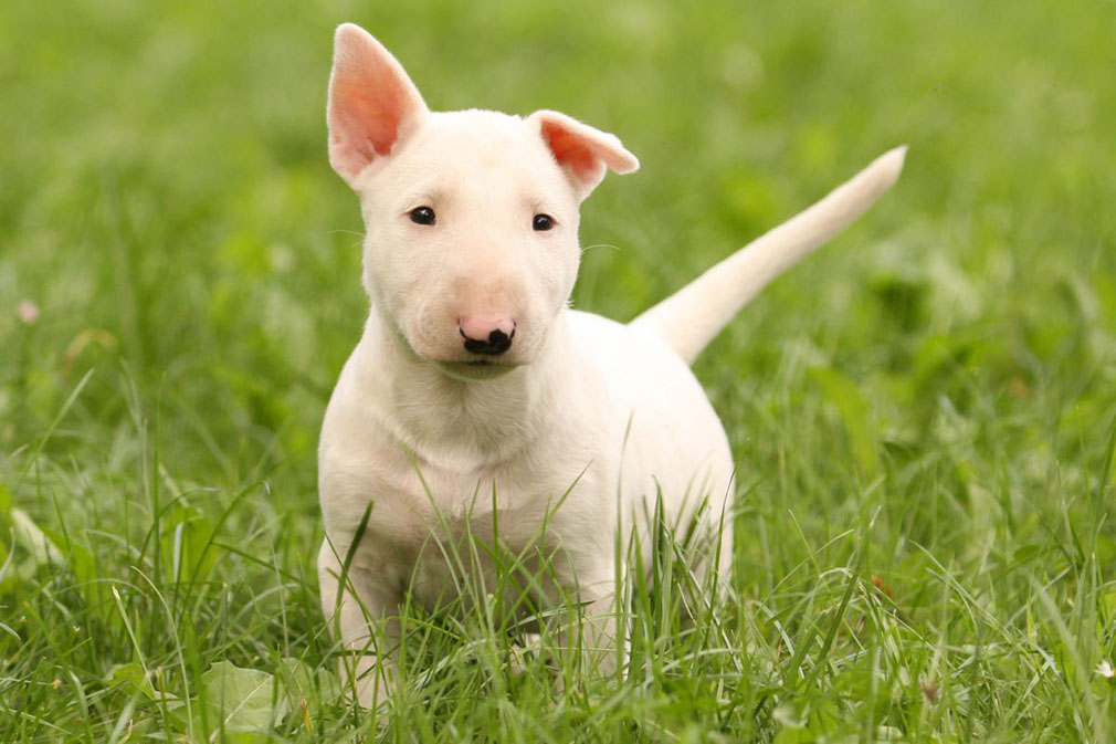 Bull Terrier puppy