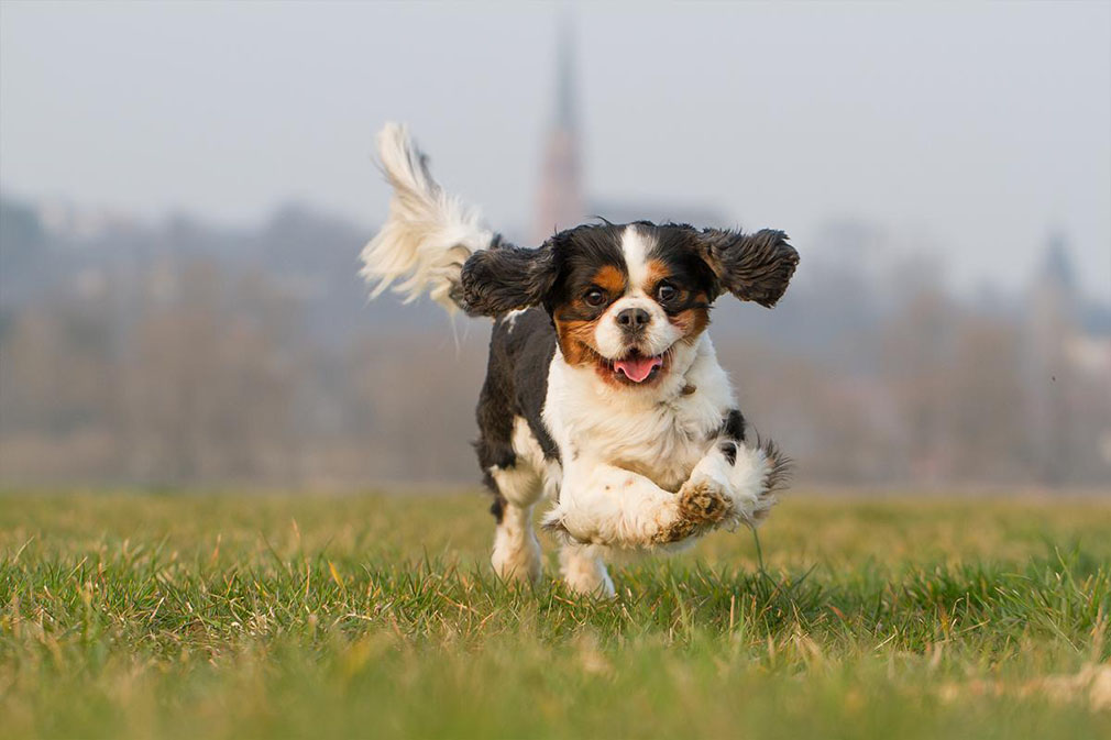 Cavalier King Charles Spaniel puppy