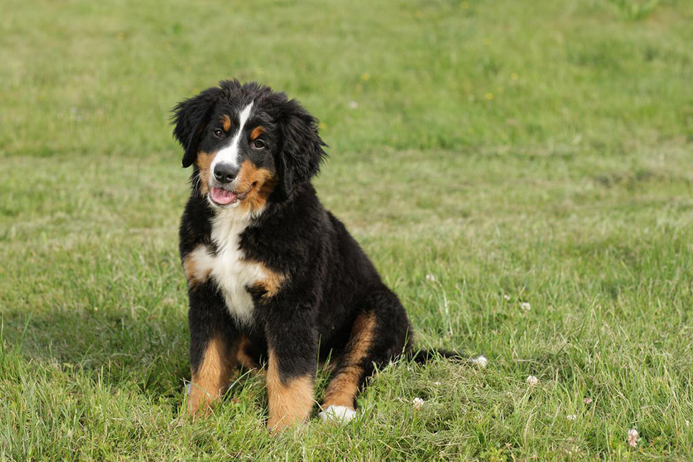 Bernese Mountain Dog puppy