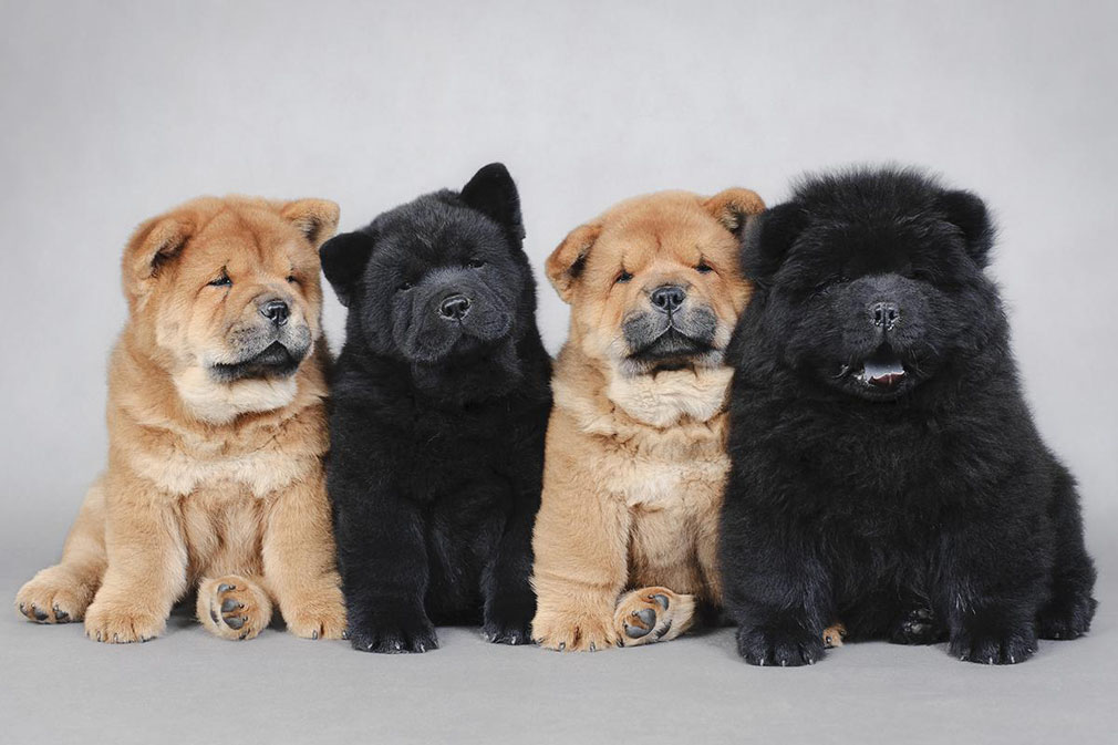 miniature chow chows