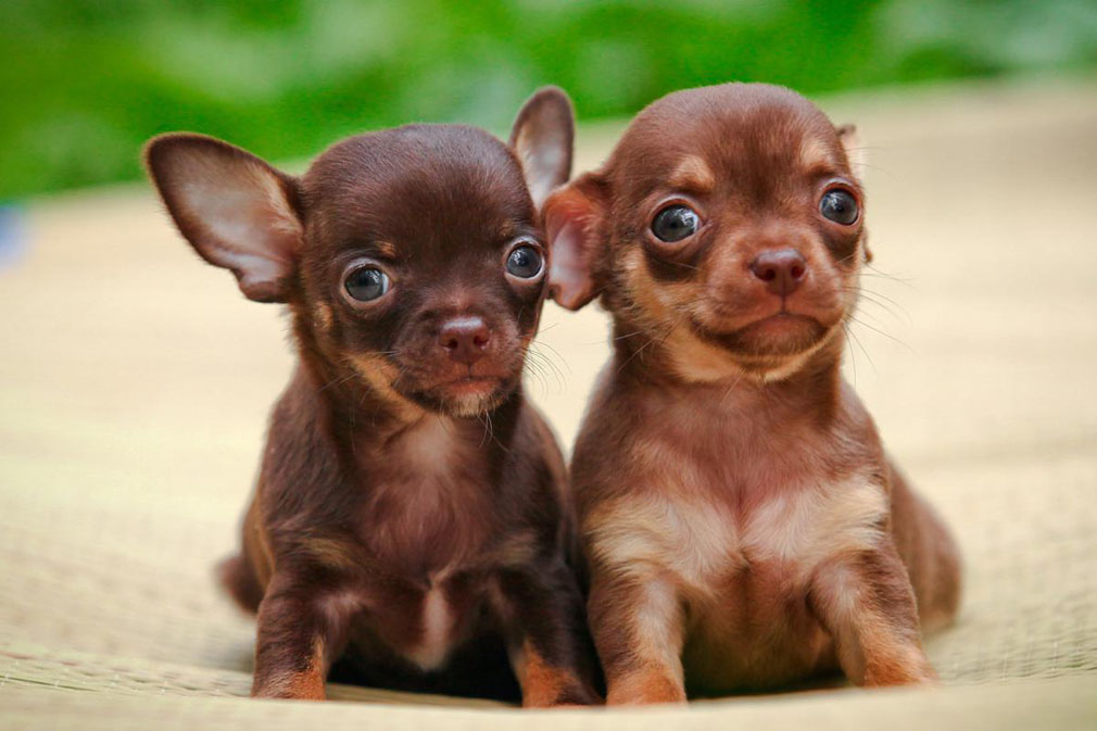 Chihuahua puppies