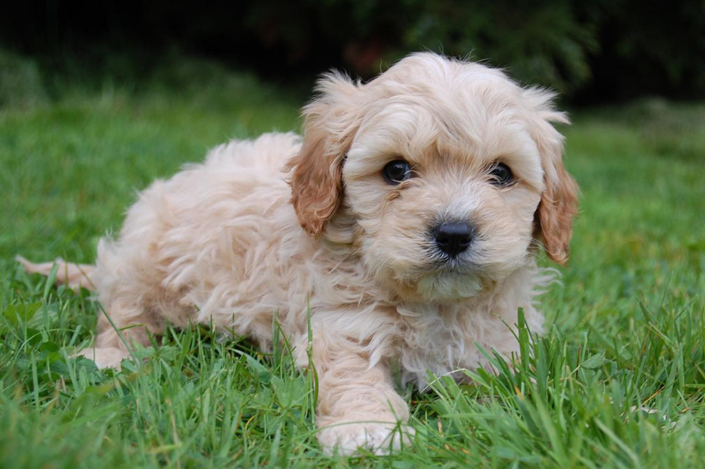 Cavoodle (Cavapoo) puppy