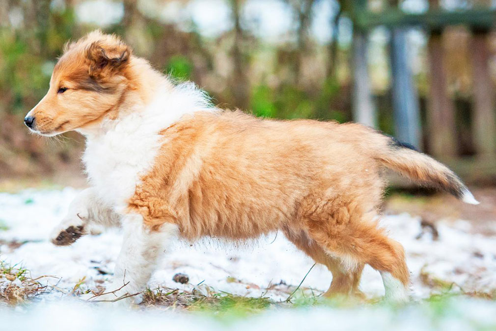 Collie (Rough) puppy