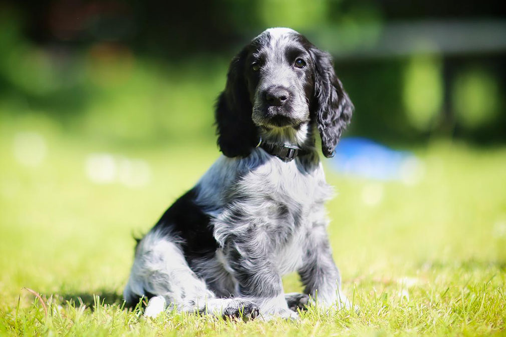 Do spaniels smell new arrivals
