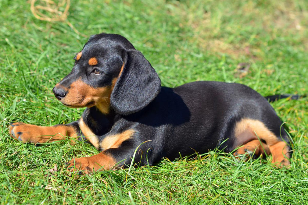 Dachshund (Miniature Smooth Haired) puppy