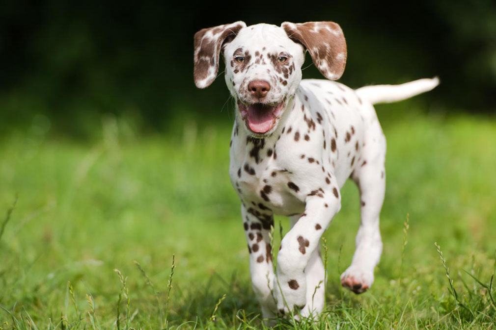 Dalmatian puppy