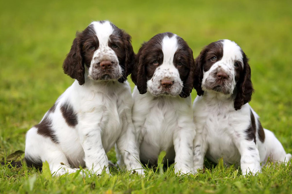 springer spaniel with kids