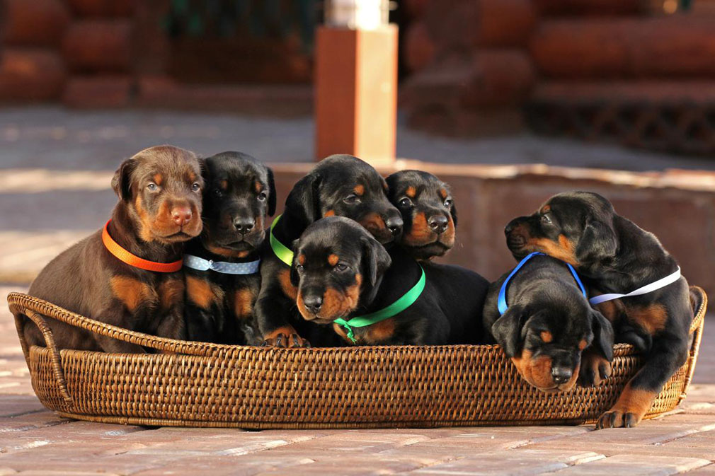 Doberman puppies