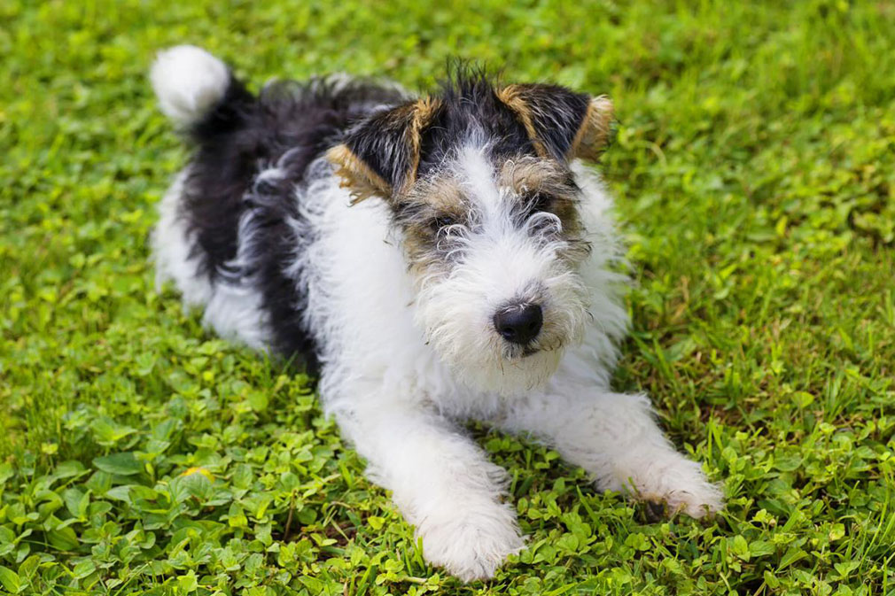 Fox Terrier puppy