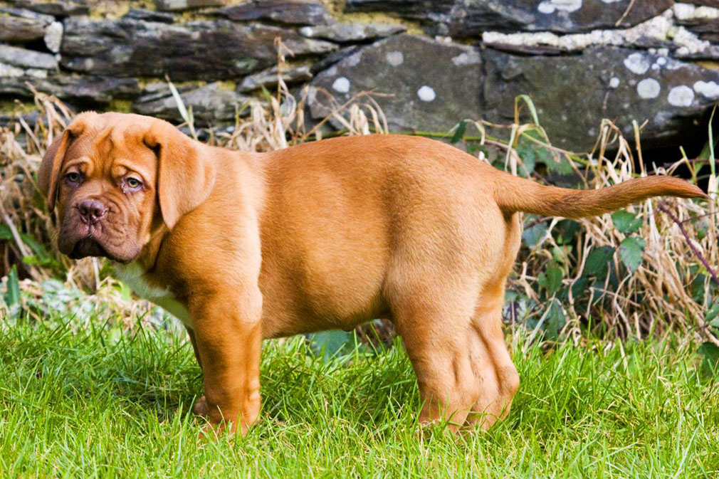 Dogue De Bordeaux puppy