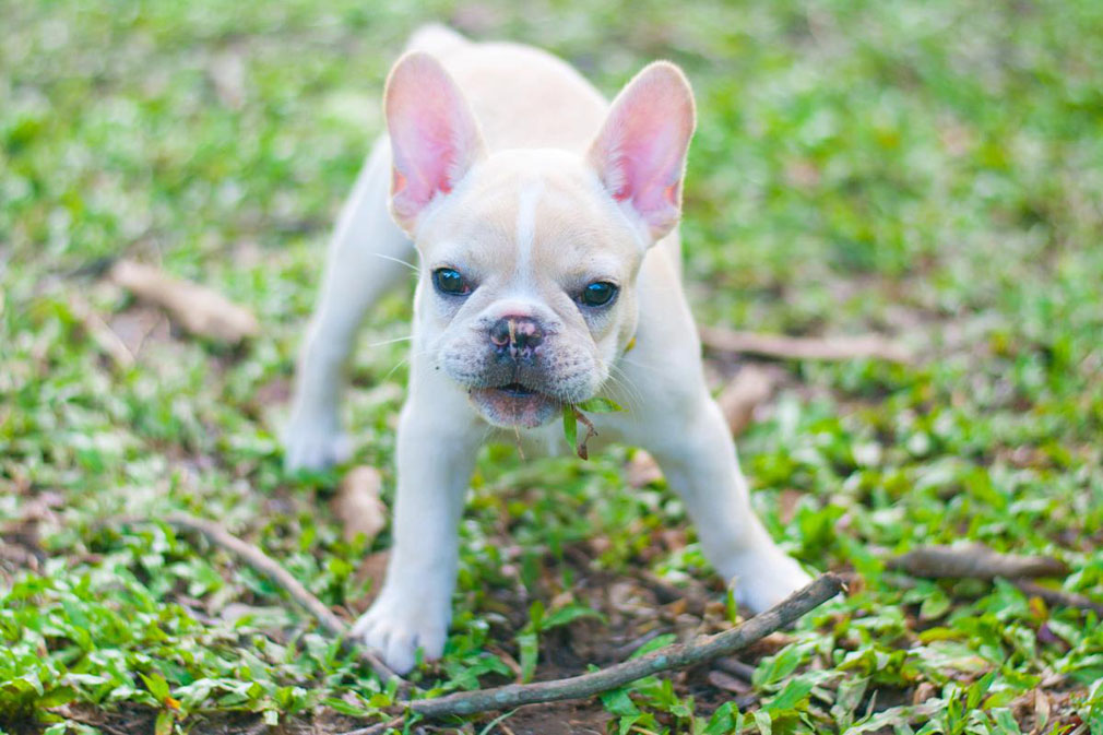 French Bulldog puppy