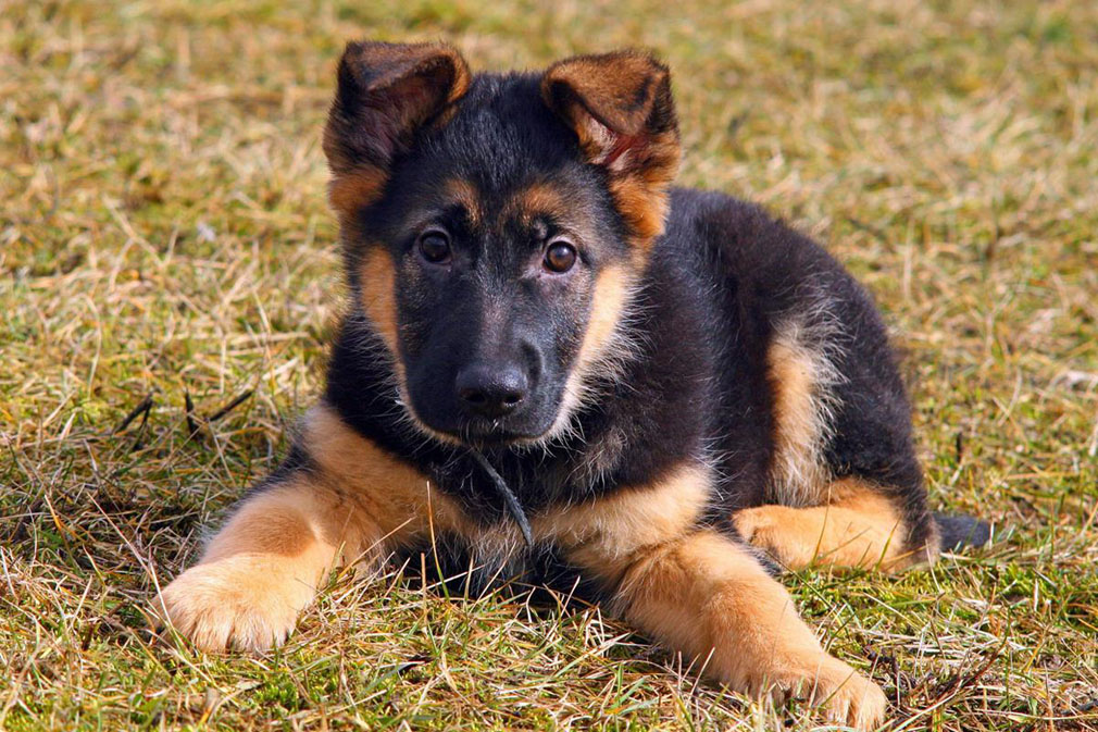 German Shepherd Dog puppy