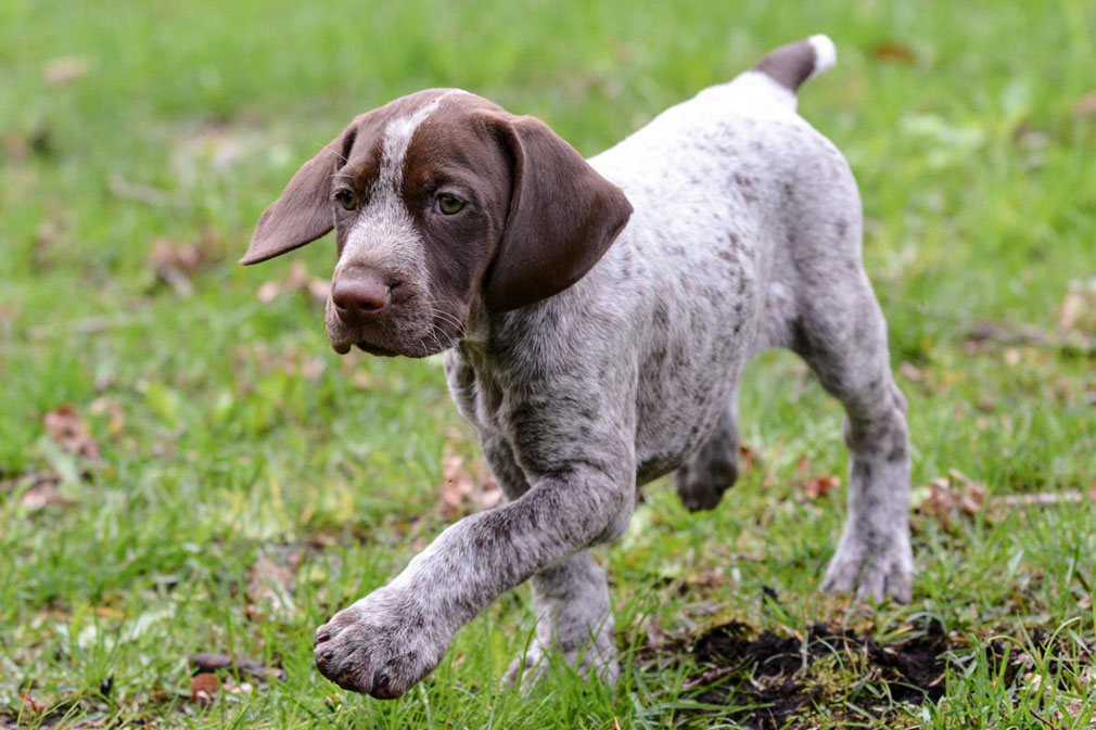 German Shorthaired Pointer puppy