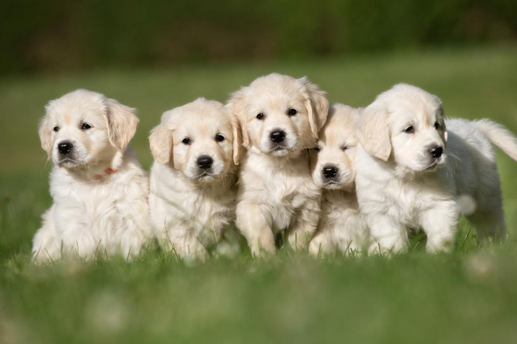 Golden Retriever puppies