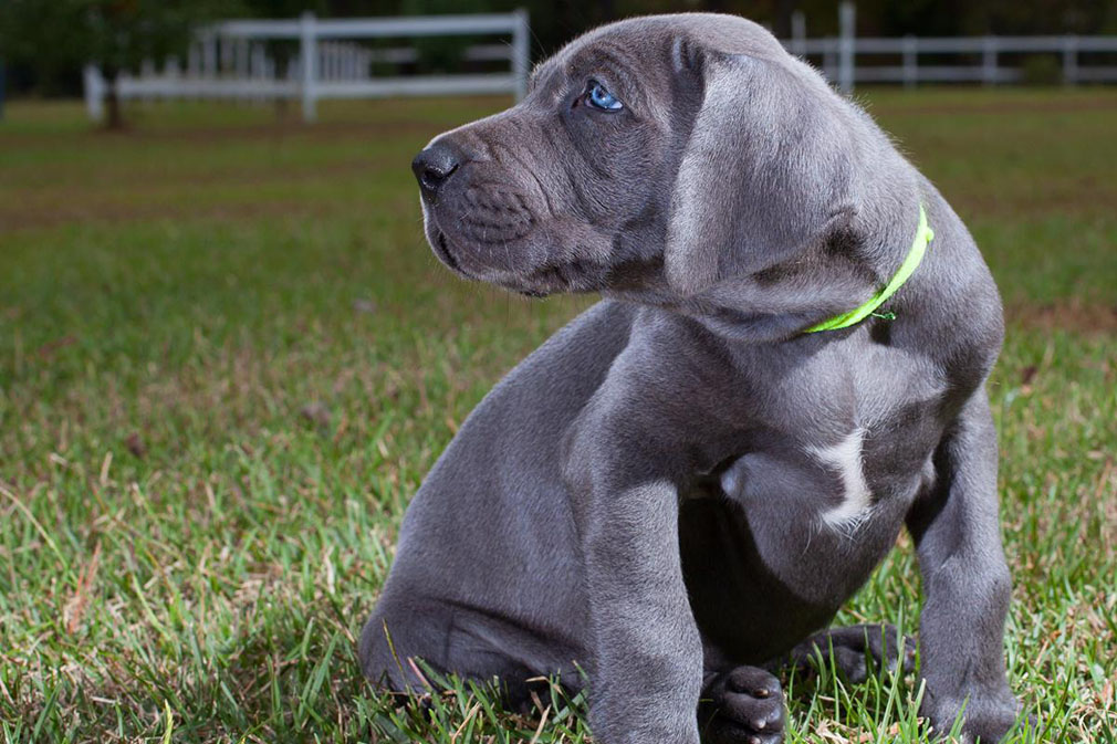 Great Dane puppy