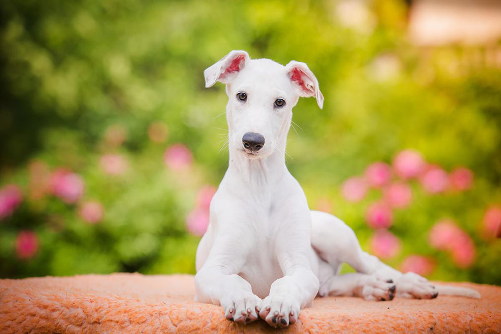 Greyhound puppy