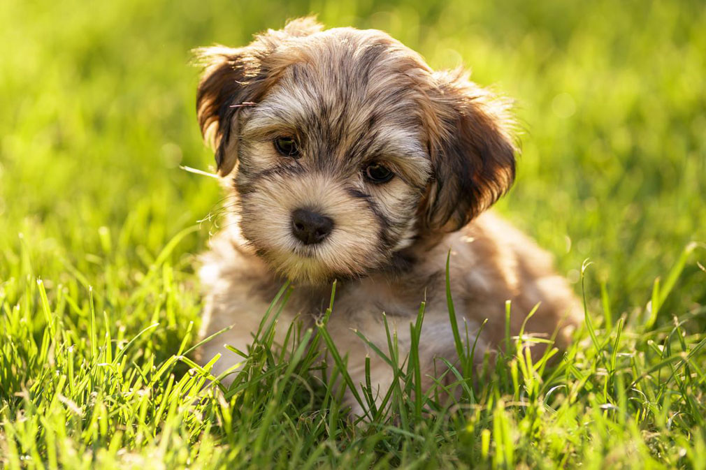 Havanese puppy