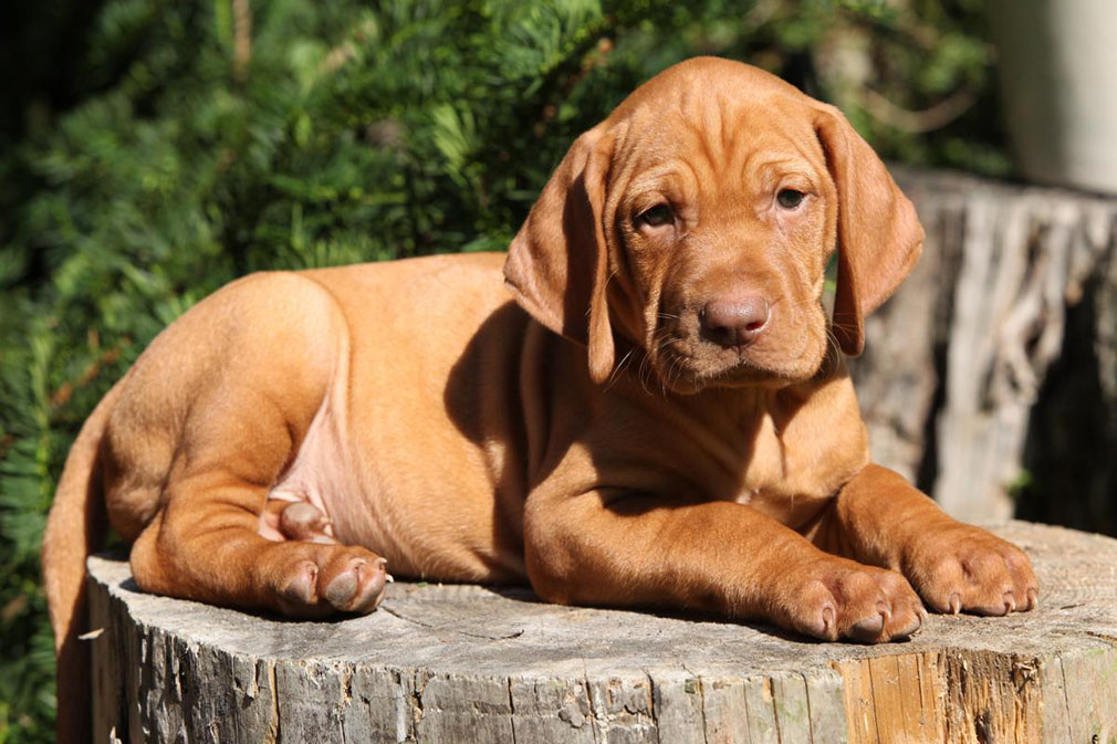 dog breeds hungarian vizsla