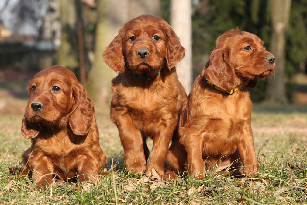 Irish Setter puppies