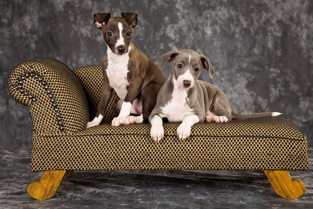 Italian Greyhound puppies