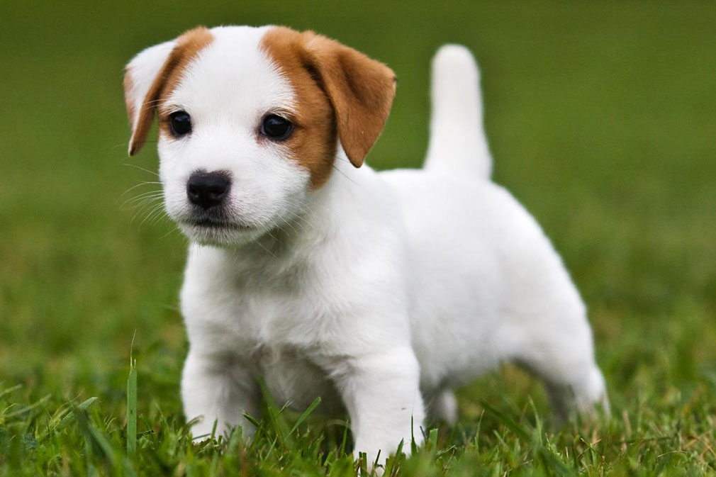 Jack Russell Terrier puppy