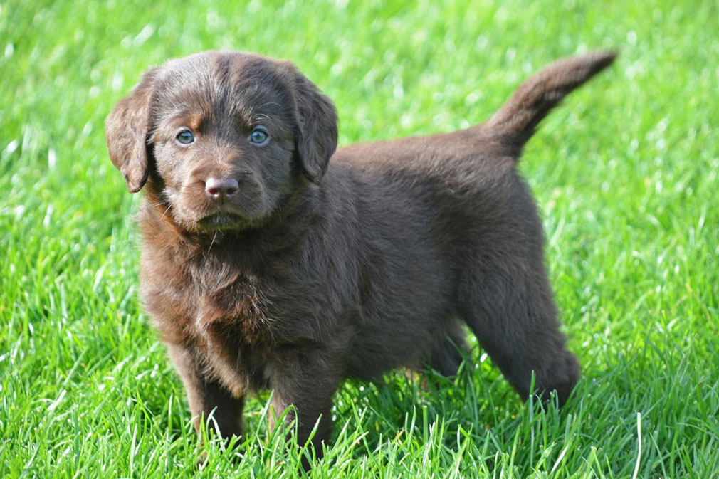 Labradoodle puppy