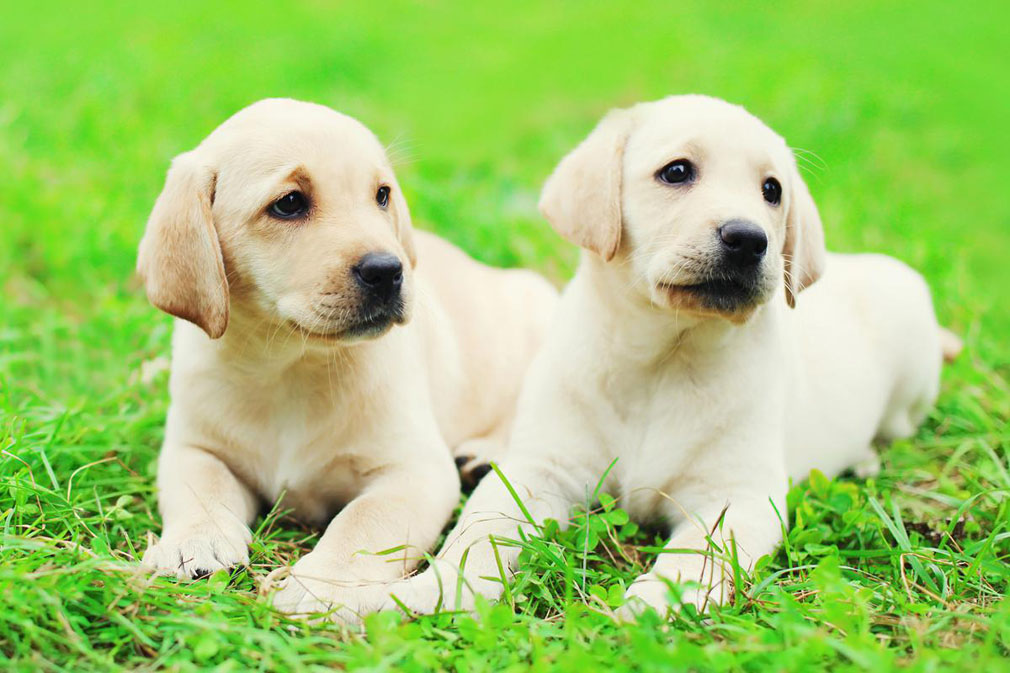 Labrador Retriever puppies