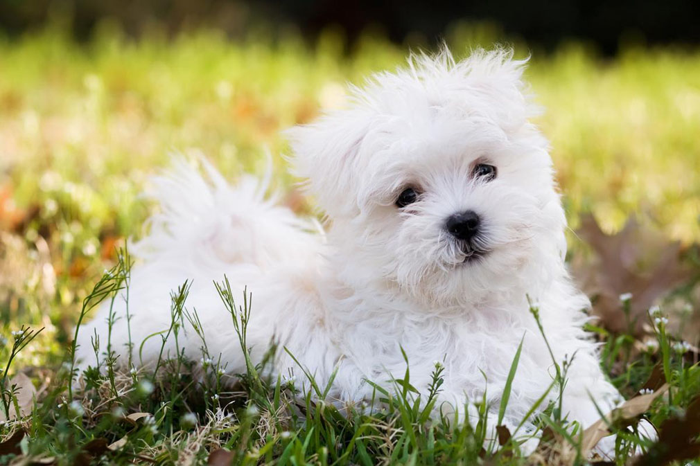 Maltese puppy