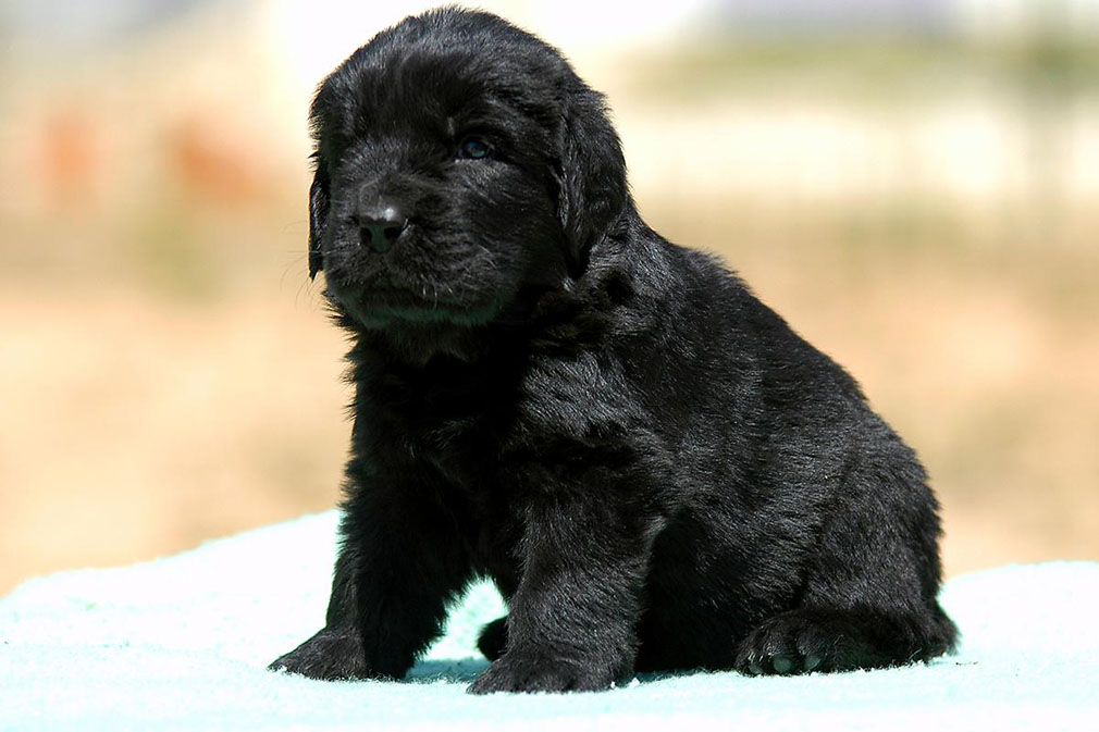 Newfoundland puppy