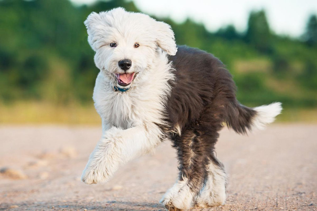 Old English Sheepdog puppy