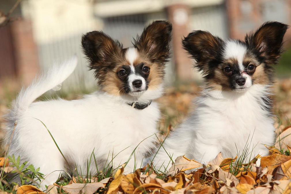 Papillon puppies