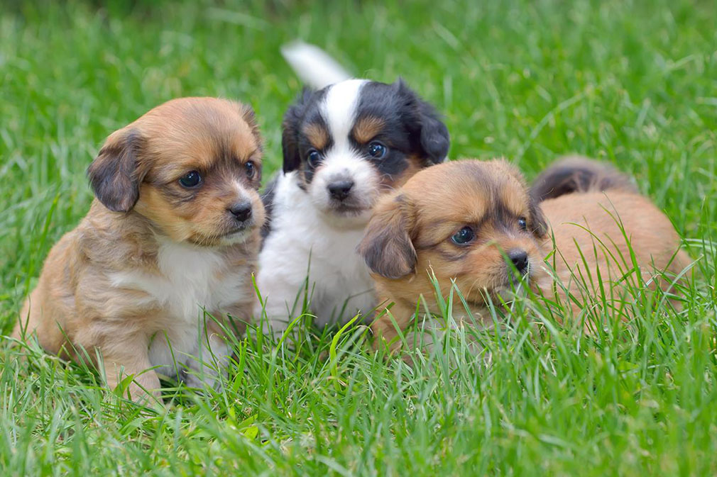 Pekingese puppies