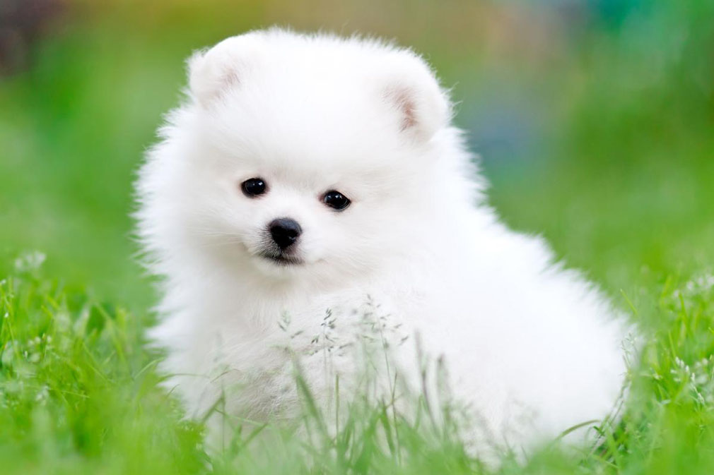 Pomeranian puppy