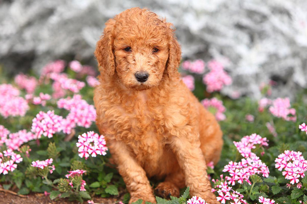 Poodle (Standard) puppy