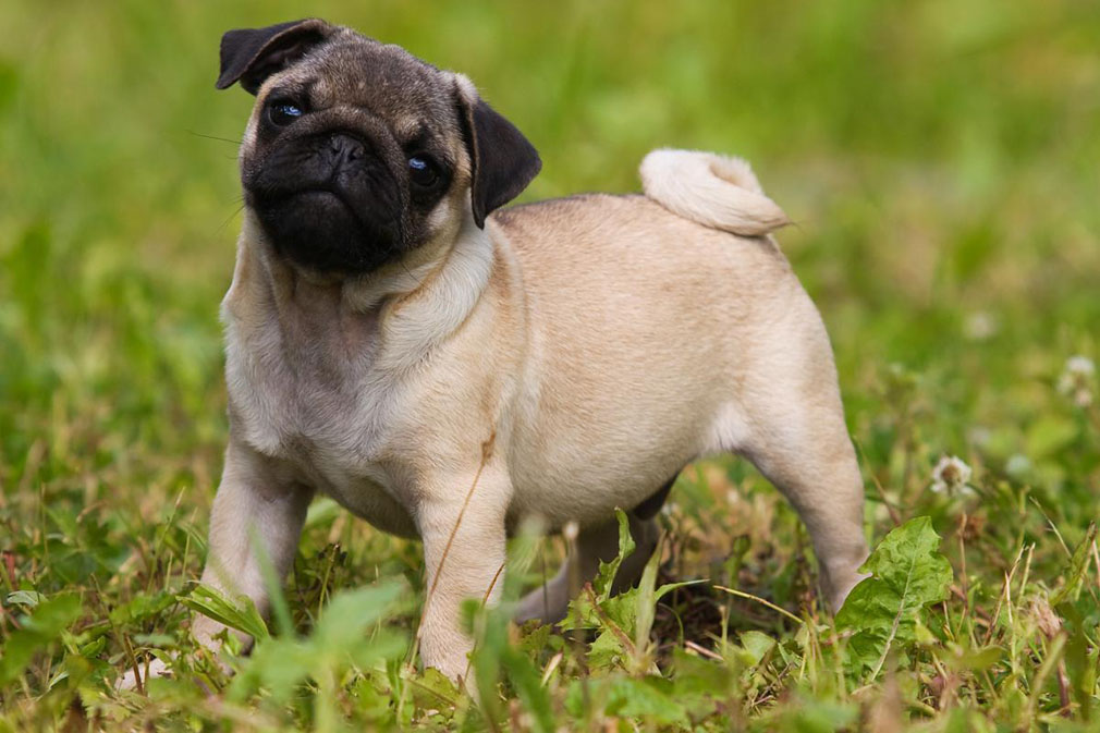 Pug puppy