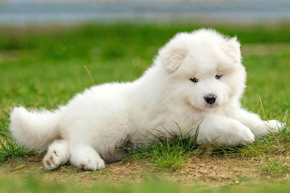 Samoyed puppy