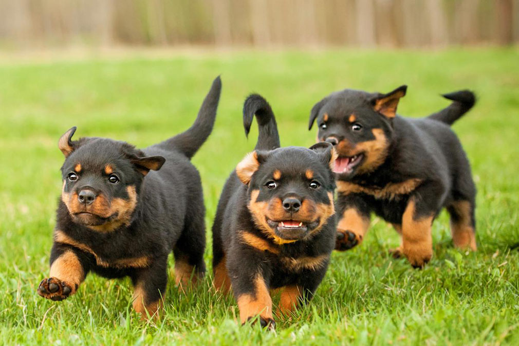 Rottweiler puppies