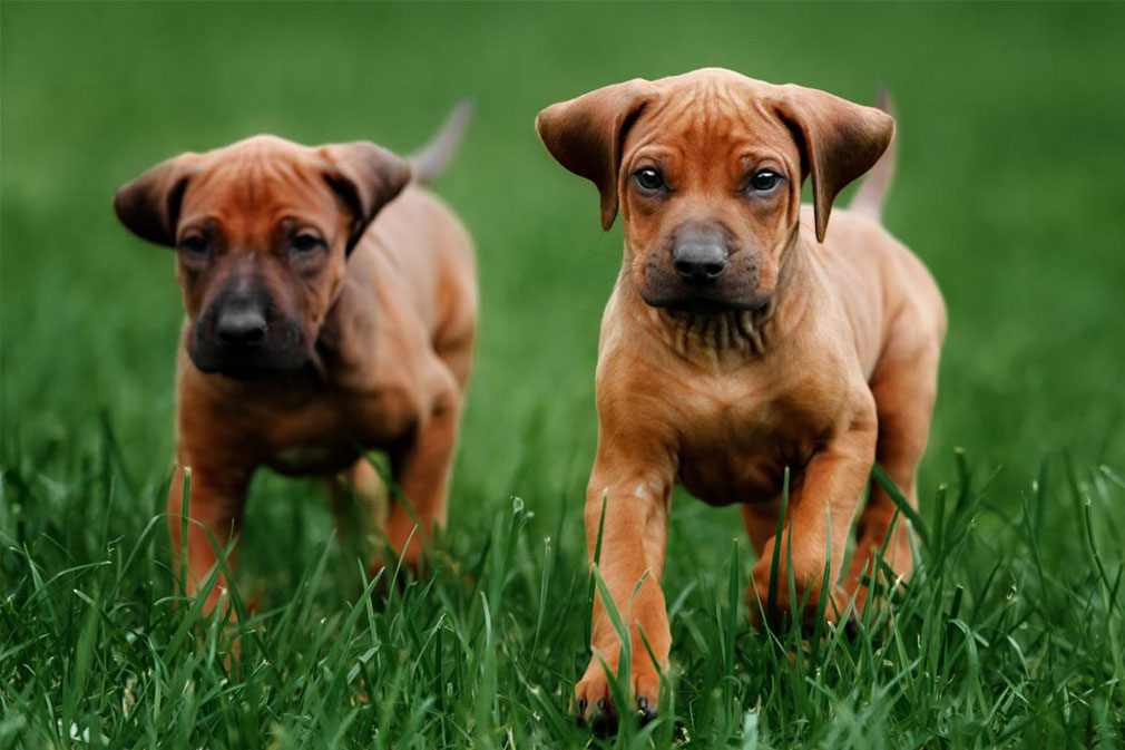 rotation ridgeback dog