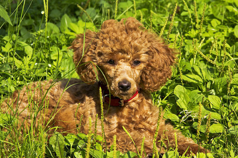 Poodle (Miniature) puppy