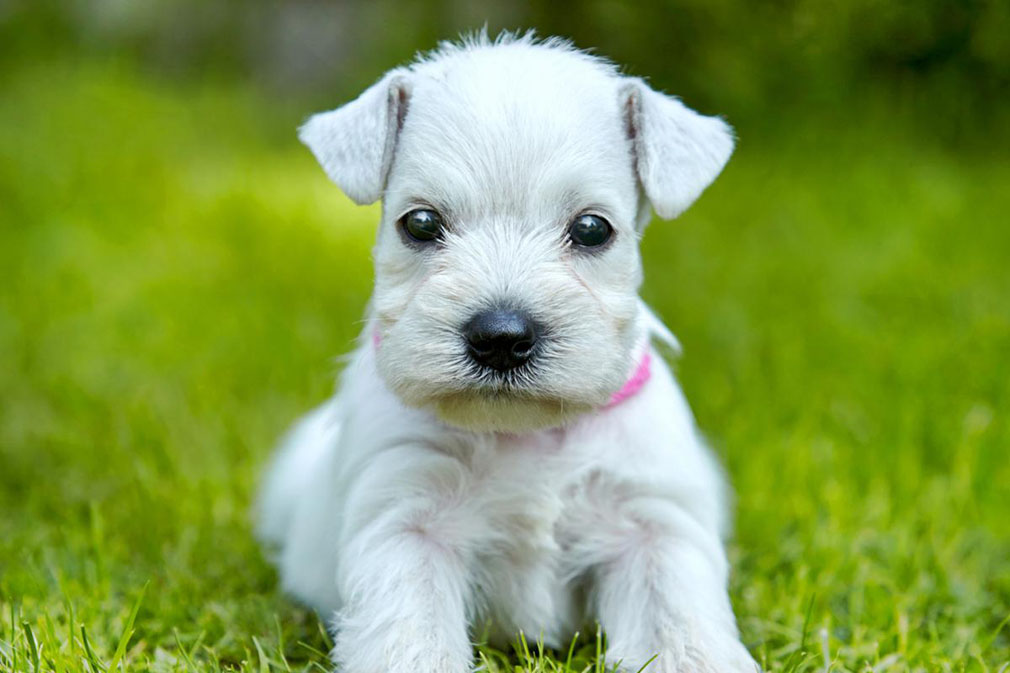 Schnauzer (Miniature) puppy