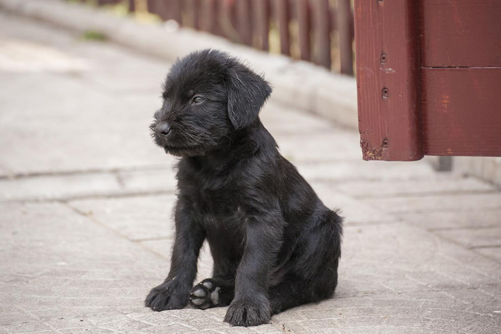 Schnauzer (Standard) puppy