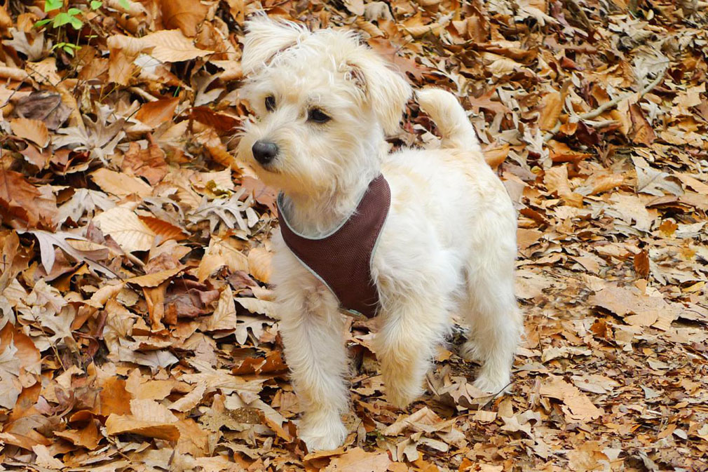 Schnoodle puppy