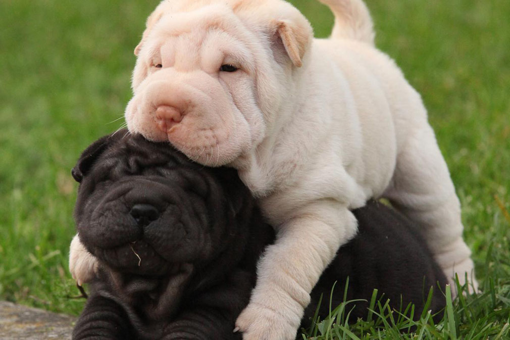 Shar Pei puppies