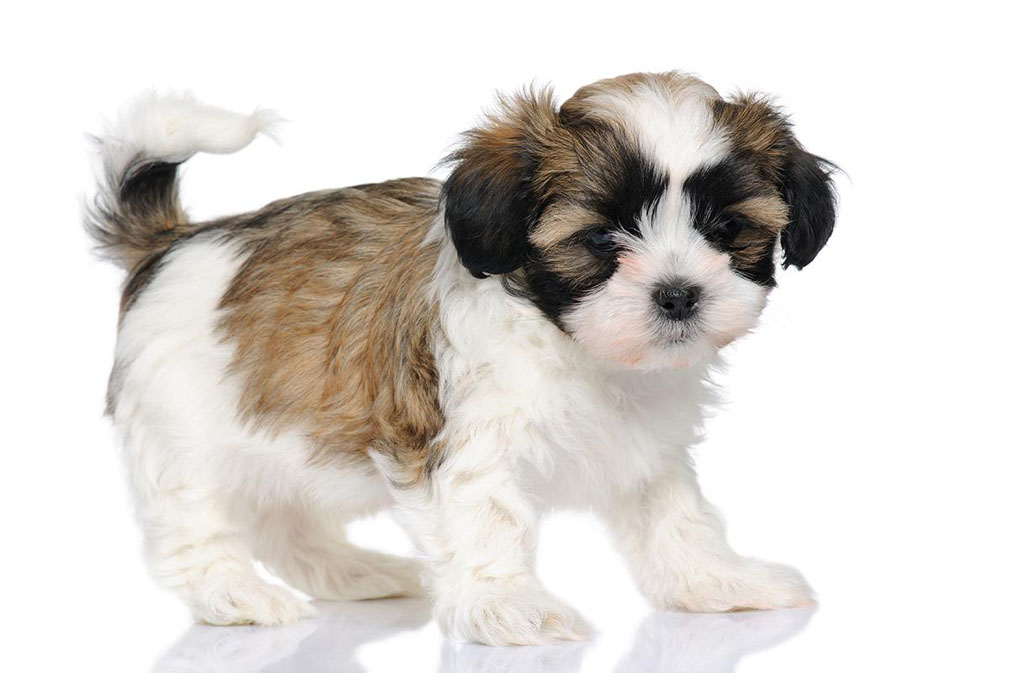 Maltese Shih Tzu puppy