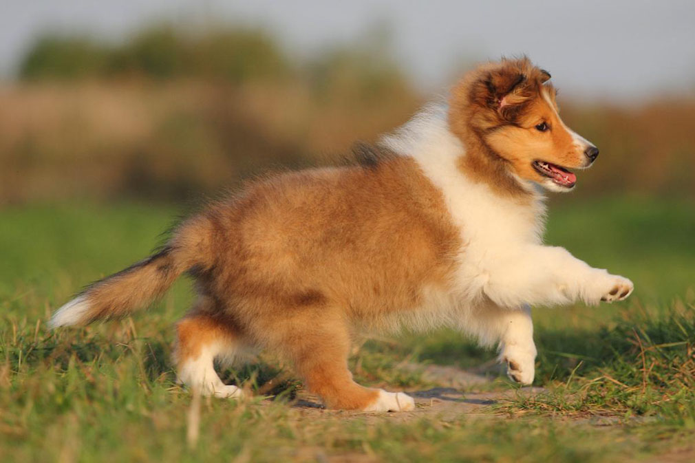 Shetland Sheepdog puppy