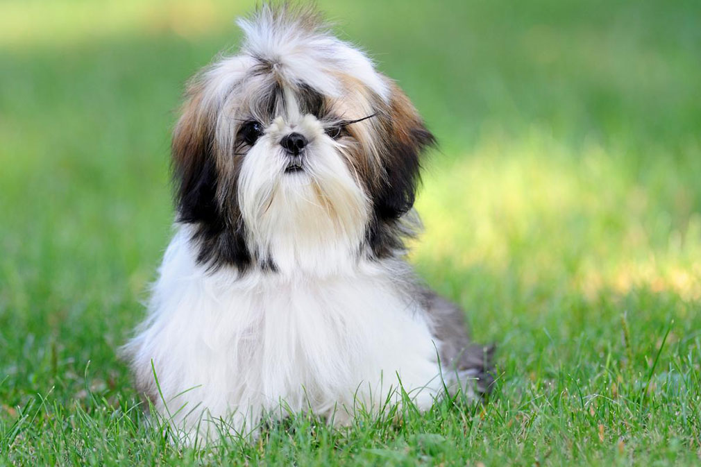 Shih Tzu puppy