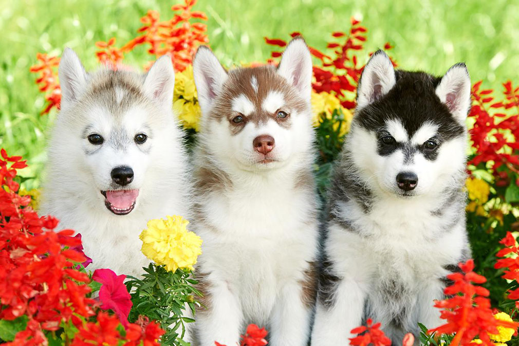 Siberian Husky puppies